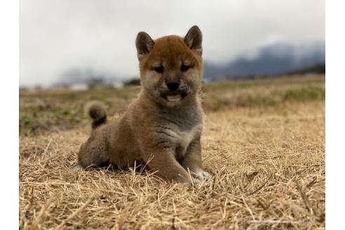 成約済の長野県の柴犬-361670の1枚目